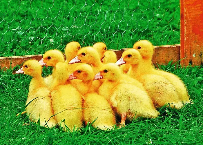 Appartement Sonnenschein